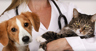 Вибір ветеринарної клініки