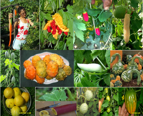 Семена экзотических овощей