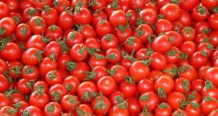 Посадка томатов в открытый грунт