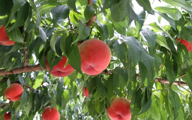 Плоды персика