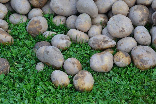 Просушена картопля