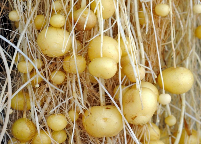 Вирощування насіннєвої картоплі