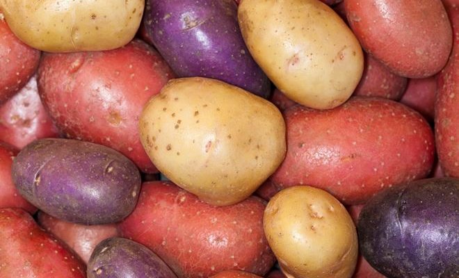 Кольорова картопля – еліксир вічної молодості
