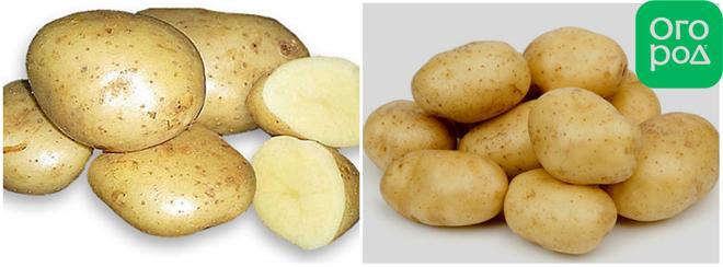 Картофель округлой формы. Ультраранние сорта картофеля. Приплюснутый сорт картофеля. Плоский сорт картофеля. Плоский картофель желтый.