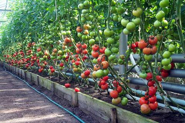 помидоры в открытом грунте