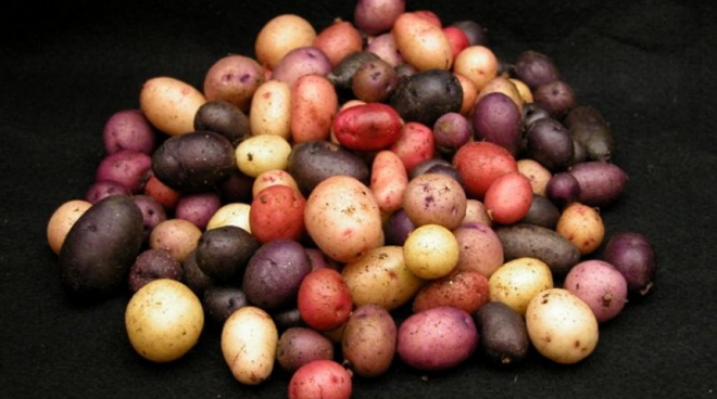 посадкова картопля