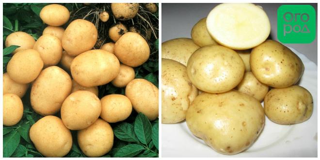 сорт картофеля Аноста