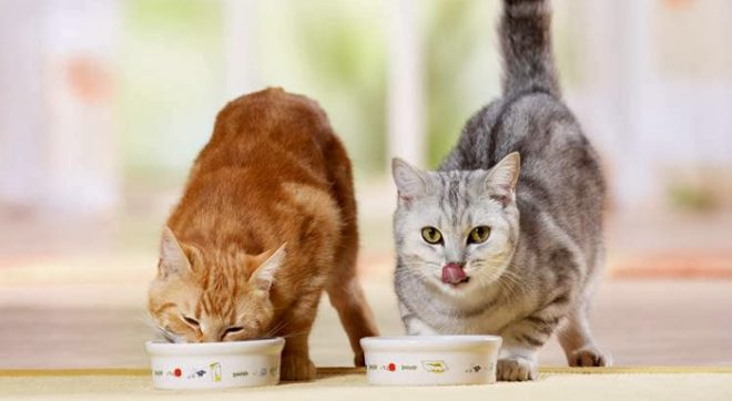 Какой выбрать корм для кошки