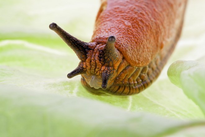 Слимаки – одні з найбільш злісних шкідників полуниці