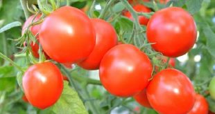 Как правильно выращивать помидоры