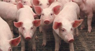 Выгодно ли выращивать свинью в домашних условиях