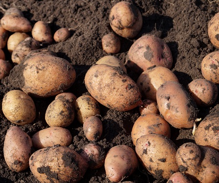 Поганий врожай картоплі