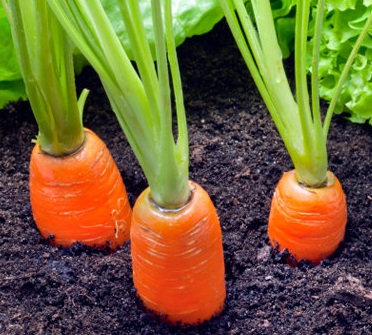 Як доглядати за морквою після посіву