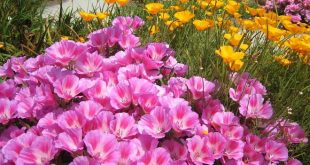 Эшшольция – королевский цветок для сада