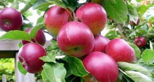 Як вибрати відповідний сорт яблуні