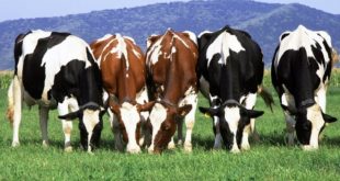 Різні породи корів