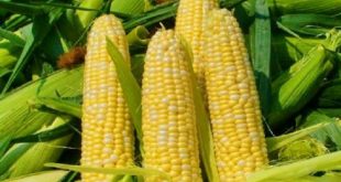 Как правильно выбрать семена кукурузы