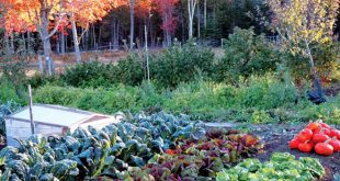 Как правильно ухаживать за огородом в начале осени