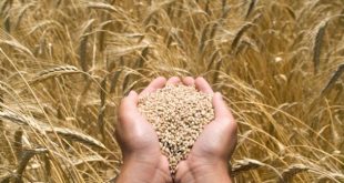 Протравители семян зерновых культур