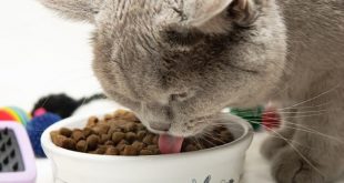 Особенности выбора сухого корма для кошек