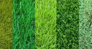 Разновидности газонной травы