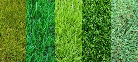 Разновидности газонной травы