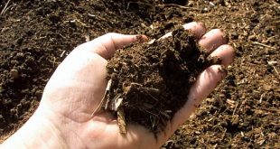 Как восстановить плодородие почвы
