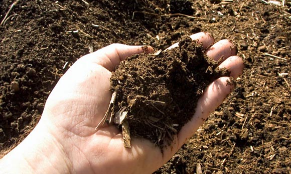 Как восстановить плодородие почвы