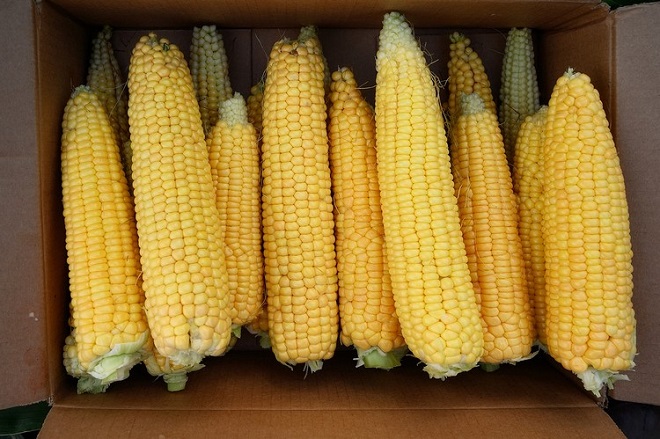 Как выбрать посевную кукурузу