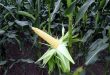 Как выбрать посевную кукурузу