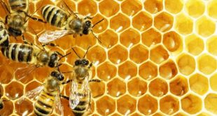 Как правильно делать подкормку пчел