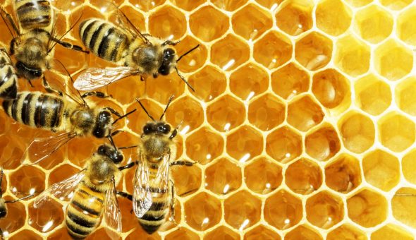 Как правильно делать подкормку пчел