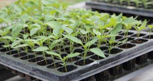 Преимущества кассетного методы выращивания растений