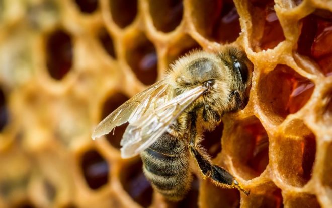 Период медосбора у пчел