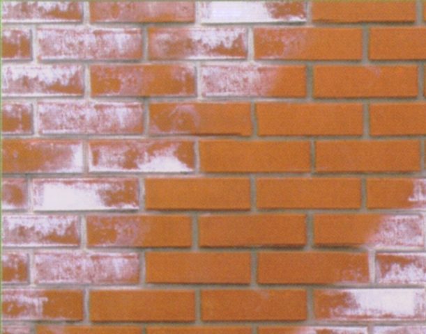 Грибок на цегляних стінах: чим обробити будинки, як вивести в'їлу, засоби, антисептики
