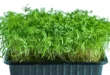 Які рослини підходять для вирощування мікрозелені