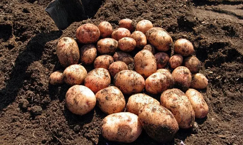 Коли пора копати картоплю і як це зрозуміти