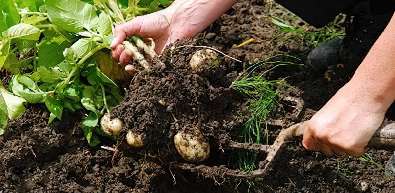 Коли пора копати картоплю і як це зрозуміти