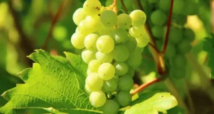 Як доглядати за виноградною лозою