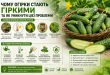 Що робить огірки гіркими