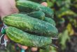 Close-up image of fresh cucumbers being held in hand with a blurred background outdoors.