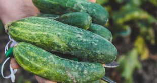 Close-up image of fresh cucumbers being held in hand with a blurred background outdoors.