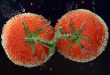 Close-up of fresh tomatoes underwater, covered in sparkling water bubbles.