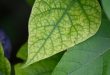 Detailed close-up of a vibrant green leaf showcasing intricate vein patterns.