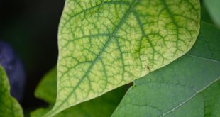 Detailed close-up of a vibrant green leaf showcasing intricate vein patterns.